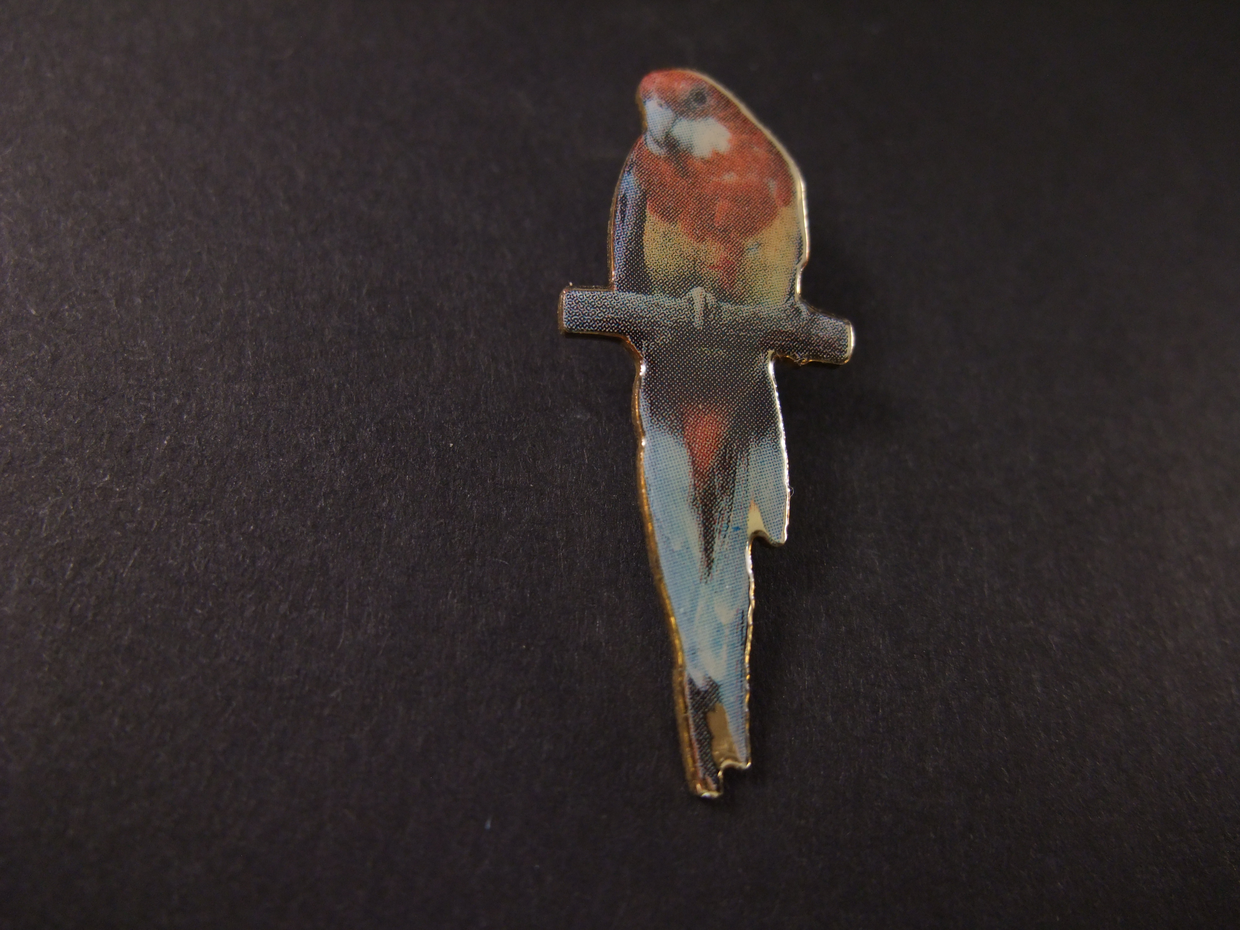 Eastern rosellas middelgrote Papegaai,